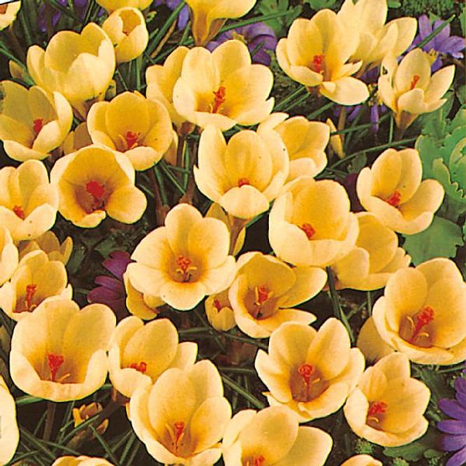 Hovedbilde Krokus Cream Beauty - 25 knoller
