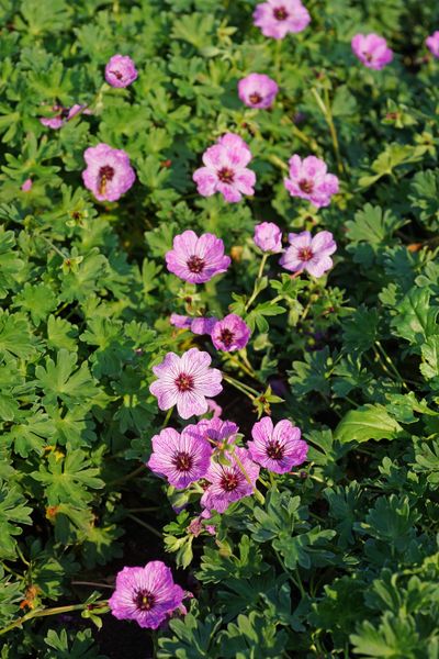 Hovedbilde Geranium Ballerina. Storkenebb - 1 rot