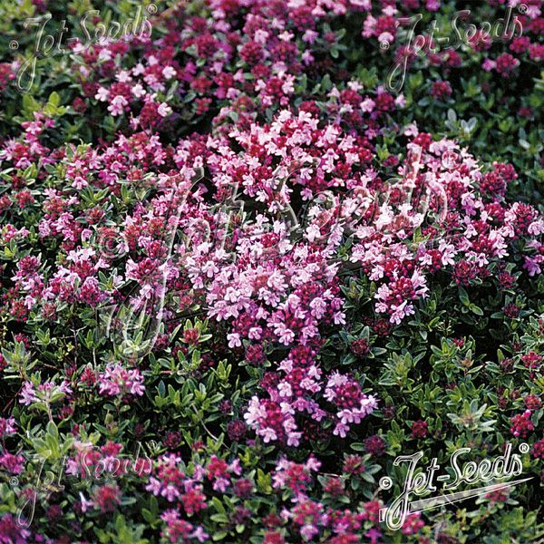 Hovedbilde Thymus serpyllum Magic Carpet. Kryptimian -Frø- 