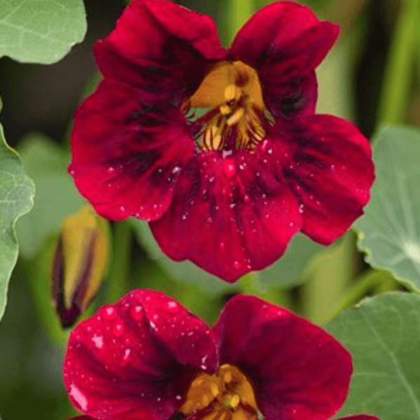 Hovedbilde Tropaeolum majus Black Velvet. Blomkarse -Frø-