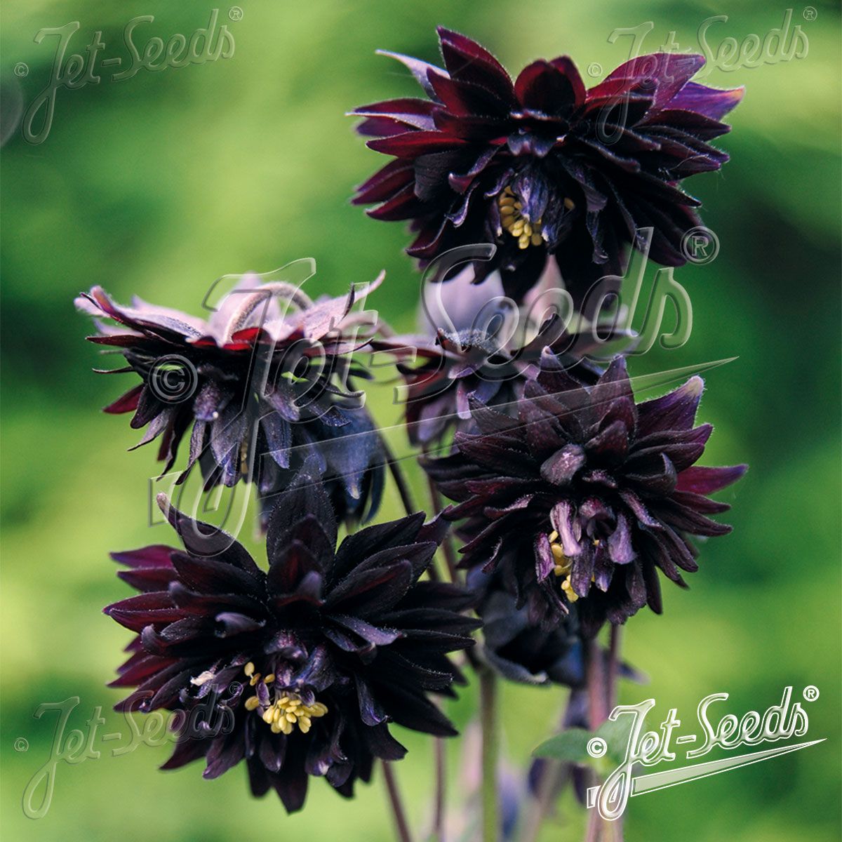 Aquilegia Stellata plena Black Barlow. Akeleie - Frø -