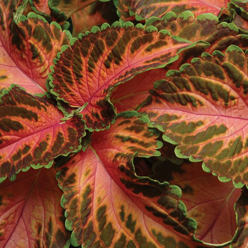 Coleus  Rainbow -Frø- Spragleplante 