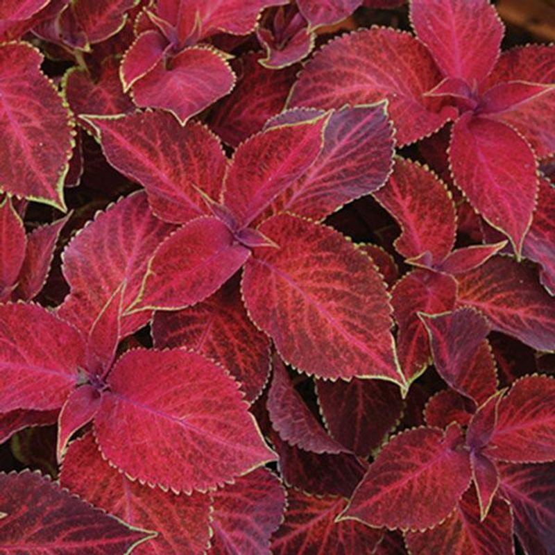 Coleus  Rainbow -Frø- Spragleplante 