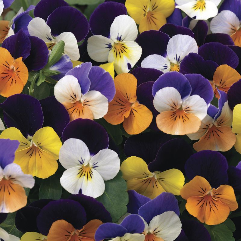 Viola Penny Jump up Mix F1 -Frø- Stemor