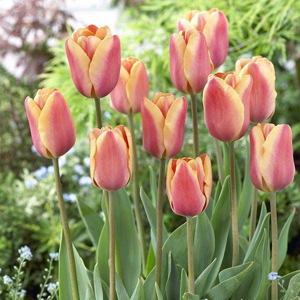 Bilde av Tulipan Apricot Foxx 20 løk - Nyhet!