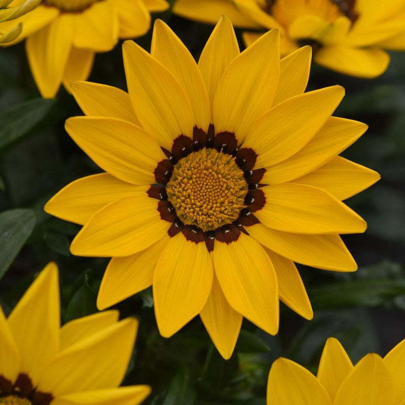 Gazania New Day Yellow -Frø- Påfuglblomst