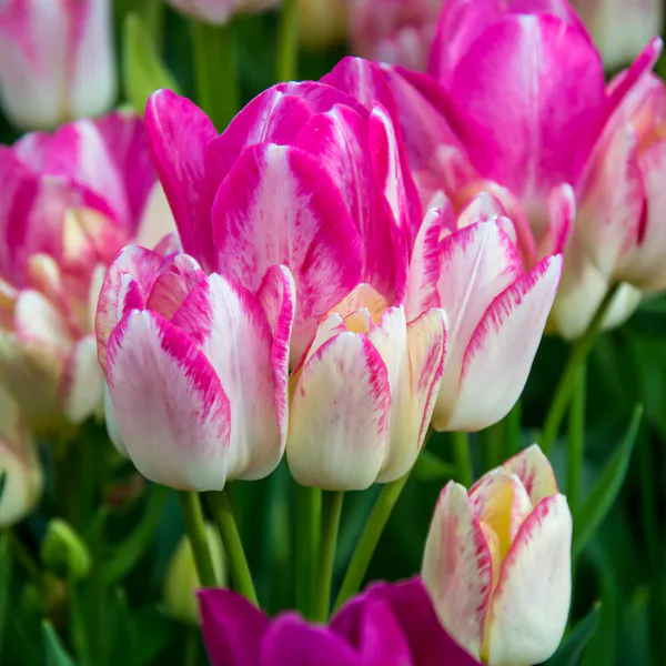 Hovedbilde Tulipan Dream Club  5 løk