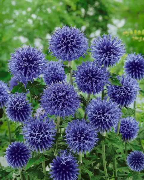 Hovedbilde Echinops bannaticus Blue Glow. Blå kuletistel ...