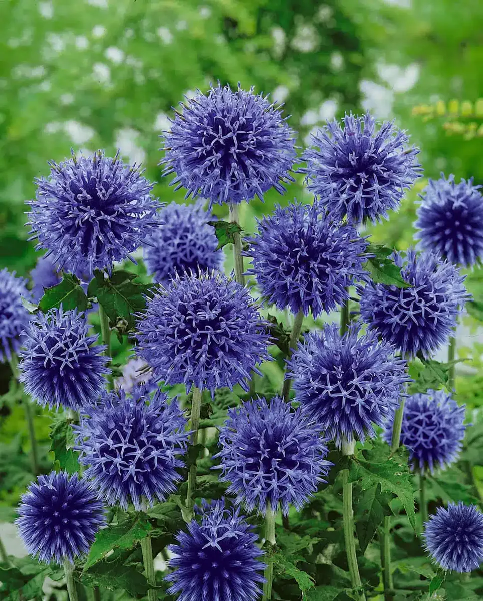 Echinops bannaticus Blue Glow. Blå kuletistel -Frø- 