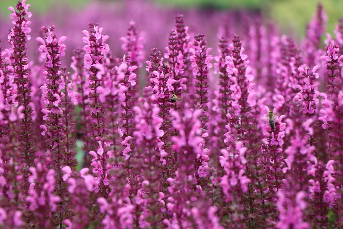 Salvia nemorosa Rose Queen -Frø-