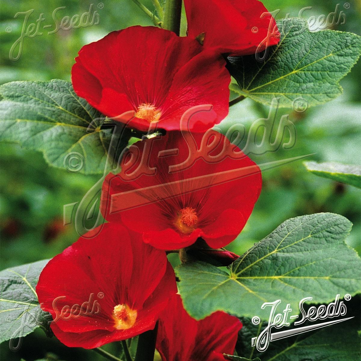 Alcea rosea-hybrid Mars Magic. Stokkrose - Frø -