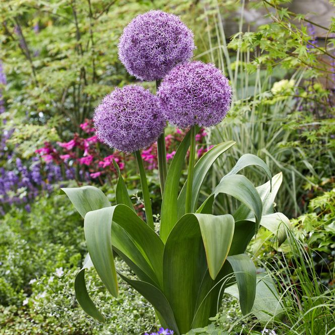 Hovedbilde Allium Party Ballons - 3 løk