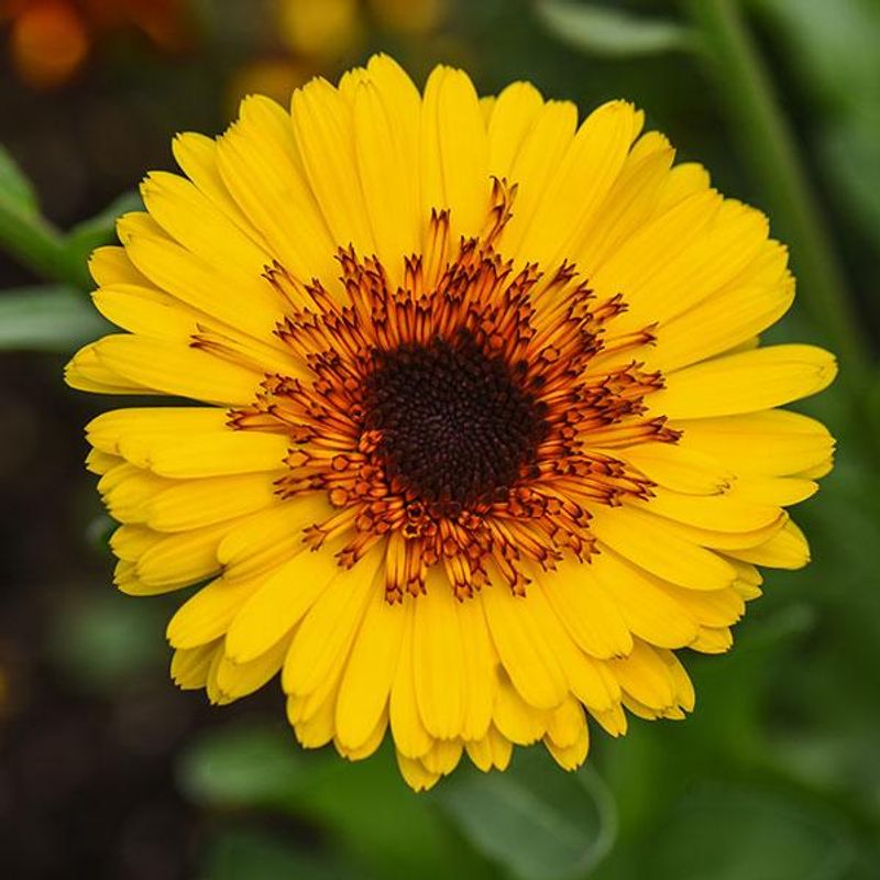 Calendula officinalis Crown Yellow - Frø - Ringblomst