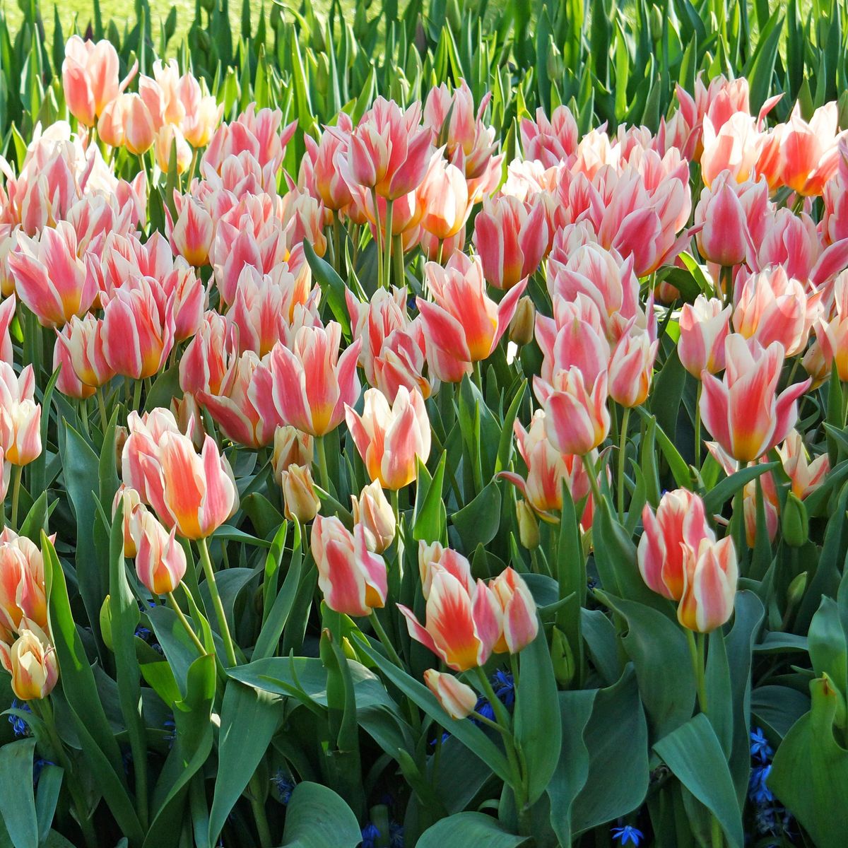 Tulipan Quebec  - 10 løk