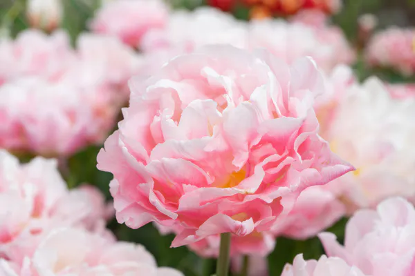 Hovedbilde Tulipan Dreamer  5 løk