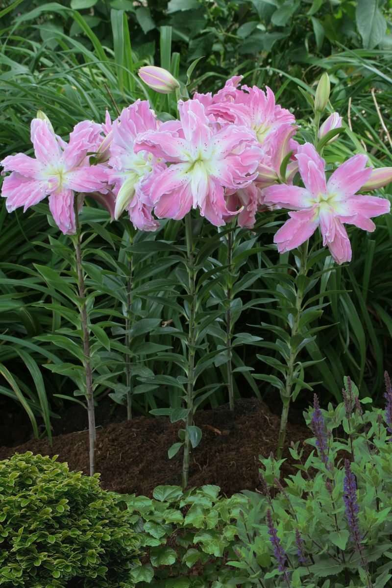 Lilje Lotus Elegance. Lotuslilje - 3 løk