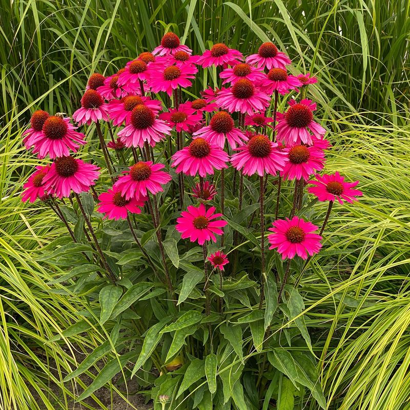 Echinacea purpurea Vintage Wine. Solhatt - 1 rot 