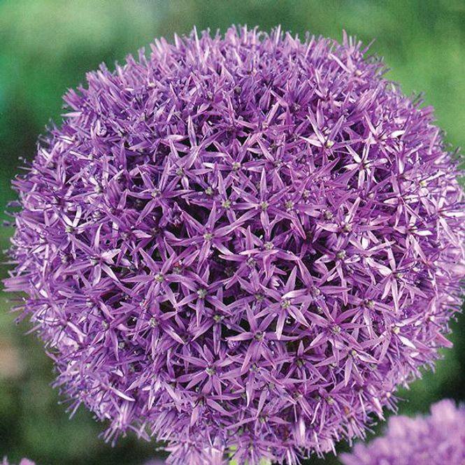 Hovedbilde Allium Albopilosum - 5 løk