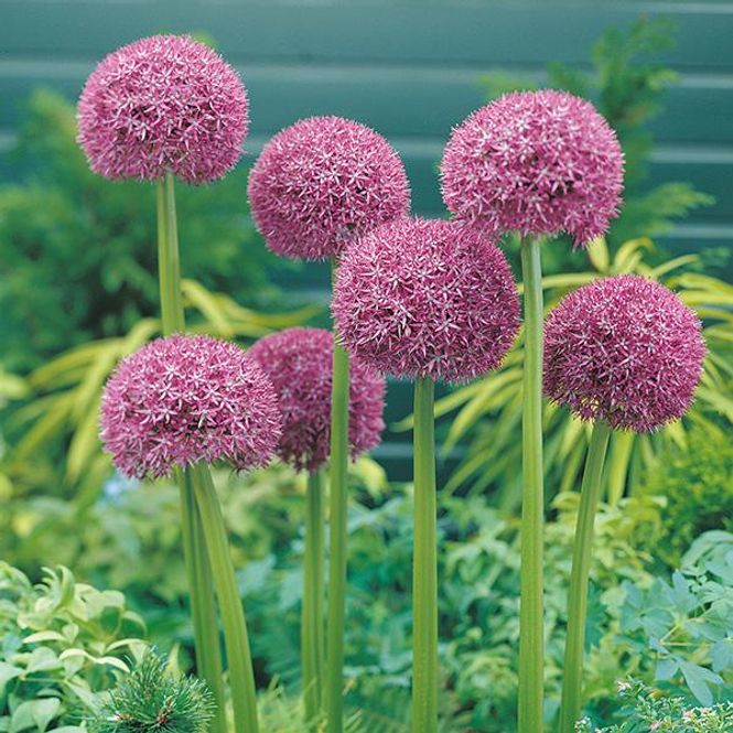 Hovedbilde Allium Globemaster - 1 løk