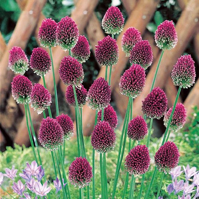 Hovedbilde Allium Sphaerocephalon - 10 løk