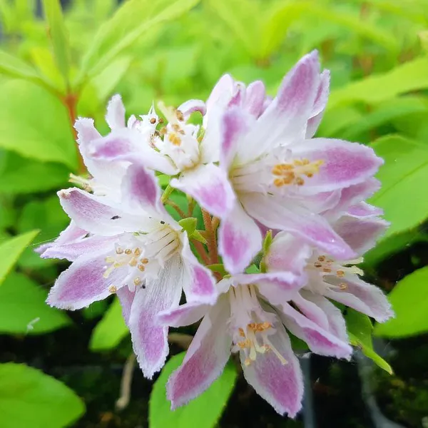 Hovedbilde Deutzia Raspberry Sundae. Stjernetopp - 1 plante 