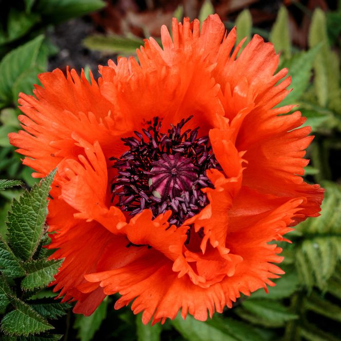 Hovedbilde Papaver orientale Türkenlouis. Orientvalmue - 1 ...