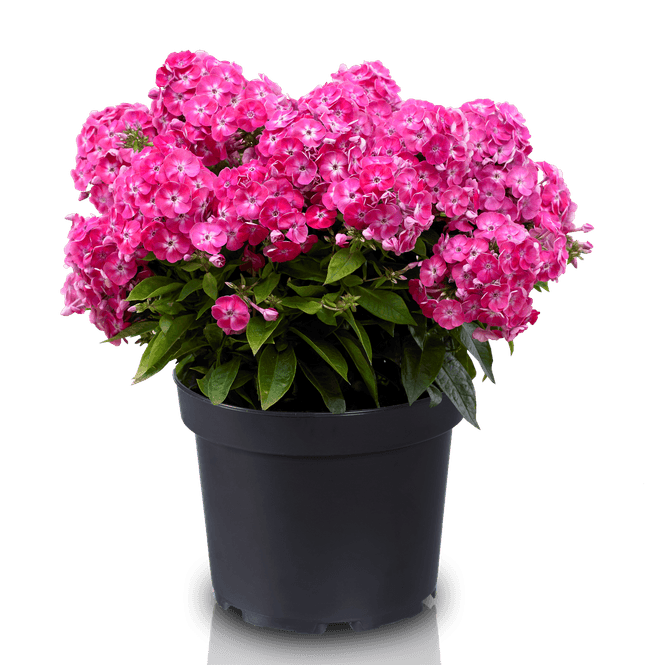 Hovedbilde Phlox Bambini Sweet Tart - Høstfloks - 1 rot