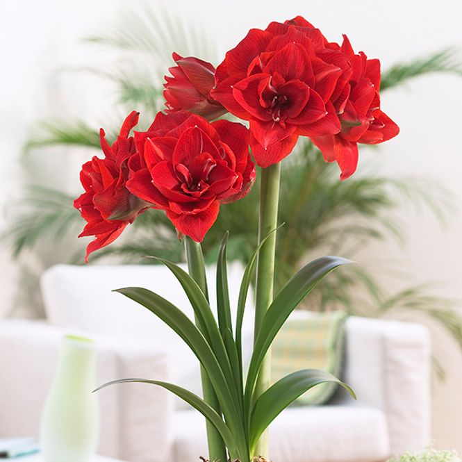 Hovedbilde Amaryllis Cherry Nymph - 1 blomsterløk