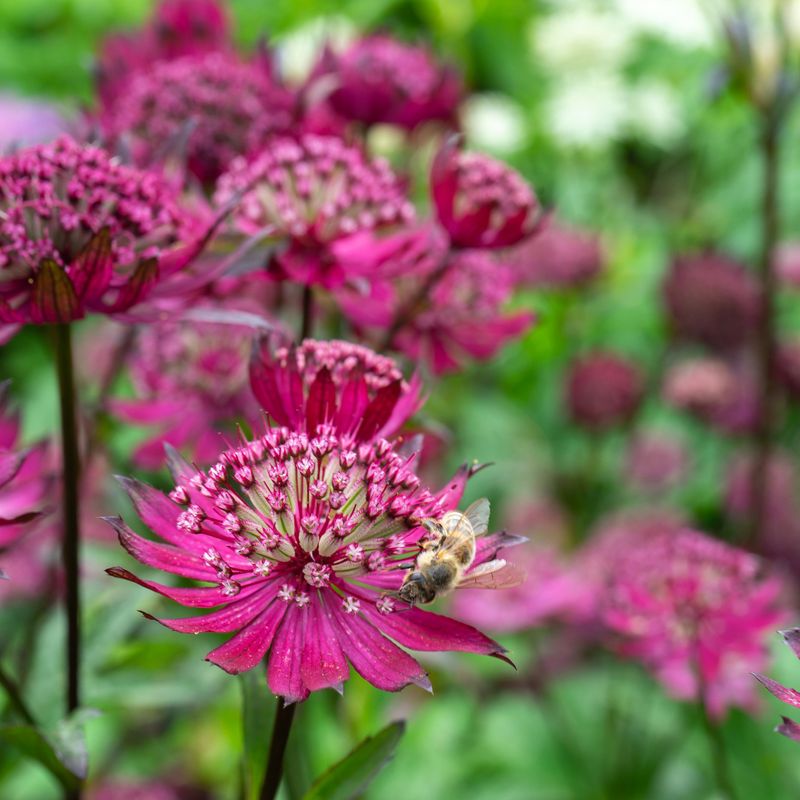 Astrantia major Sparkling Stars Red. Stjerneskjerm - 1 rot 