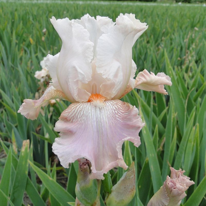 Iris germanica Frappe - Hageiris/Skjeggiris - 1 rot
