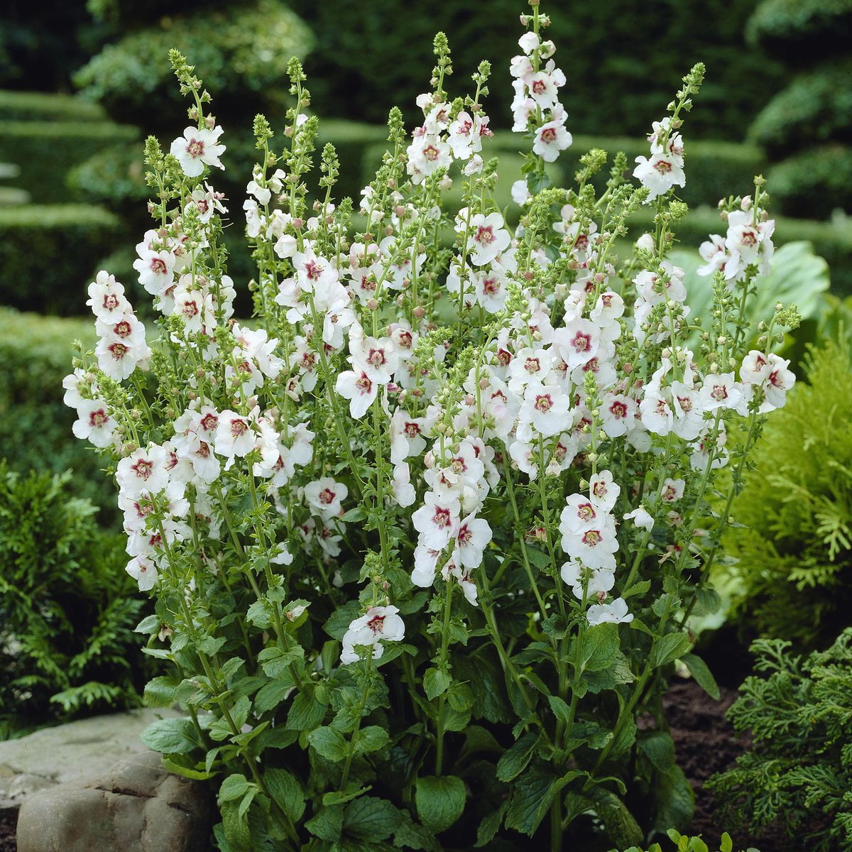 Verbascum chaixii f. album Wedding Candles. Kongslys -Frø- 