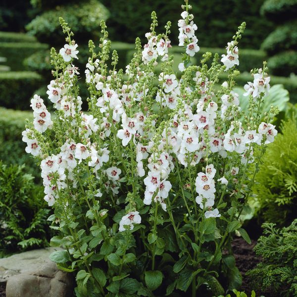 Hovedbilde Verbascum chaixii f. album Wedding Candles. ...