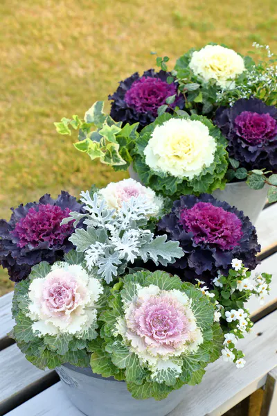 Hovedbilde Brassica oleracea F1 Osaka IQ Mix. Pyntekål -Frø-