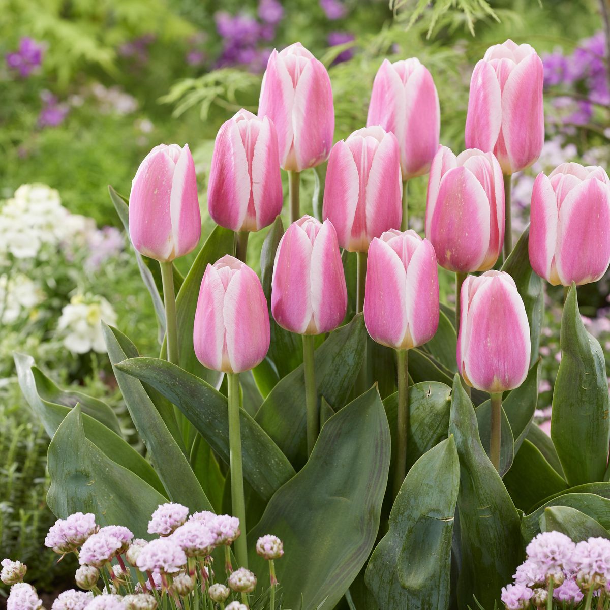 Tulipan Mandys Choice - 6 løk