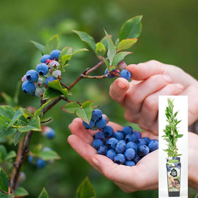 Hovedbilde Blåbær Vaccinium corymbosum Emblue - 1 plante i ...
