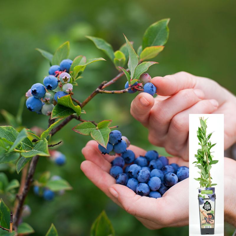 Blåbær Vaccinium corymbosum Emblue - 1 plante i 2l potte
