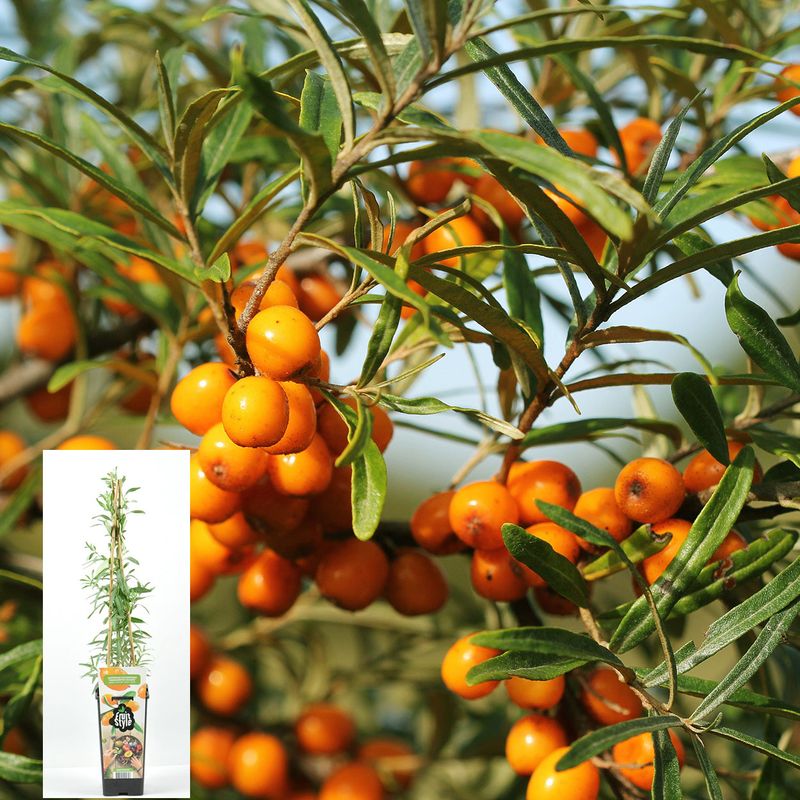 Tindved Hippophae rhamnoides Friesdorfer - 1 plante i 2l potte