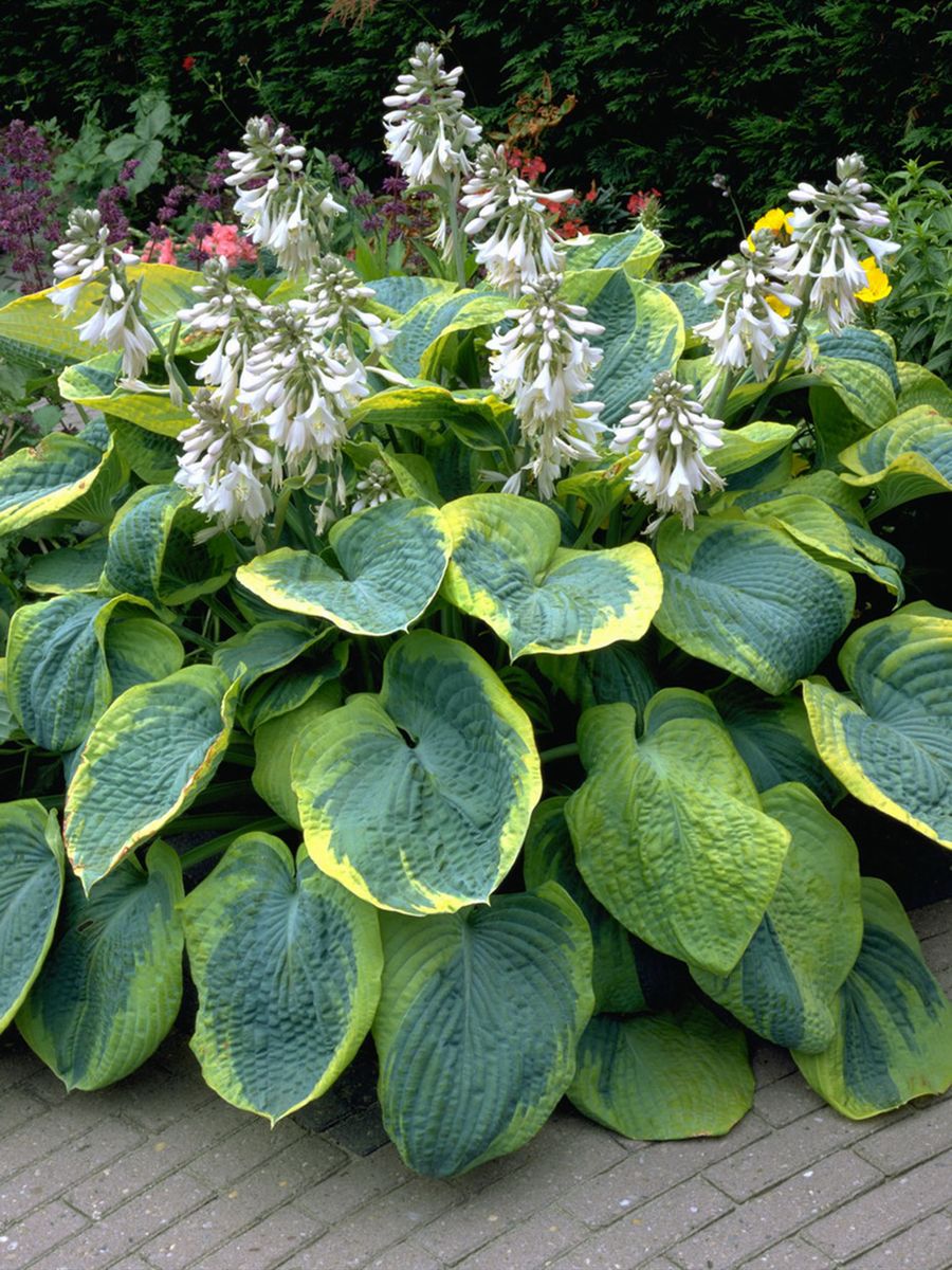 Hosta Frances Williams - 1 rot 