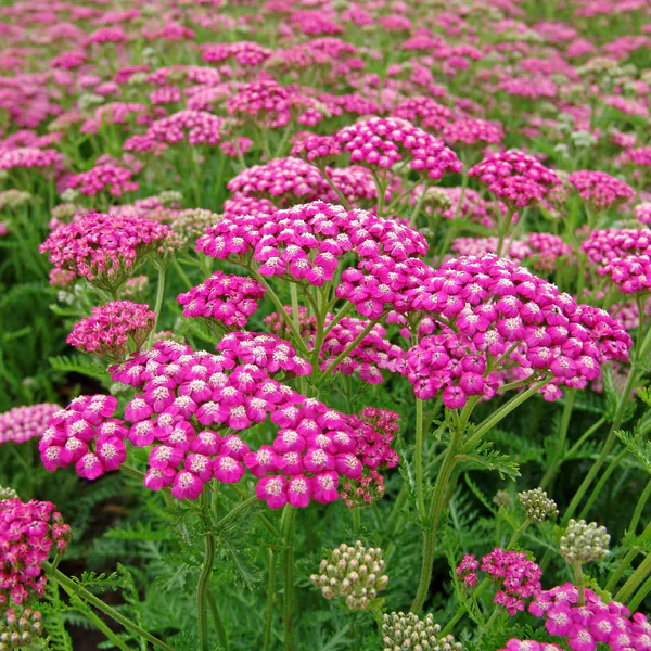Hovedbilde Achillea millefolium Lilac Beauty. Praktryllik  1 ...