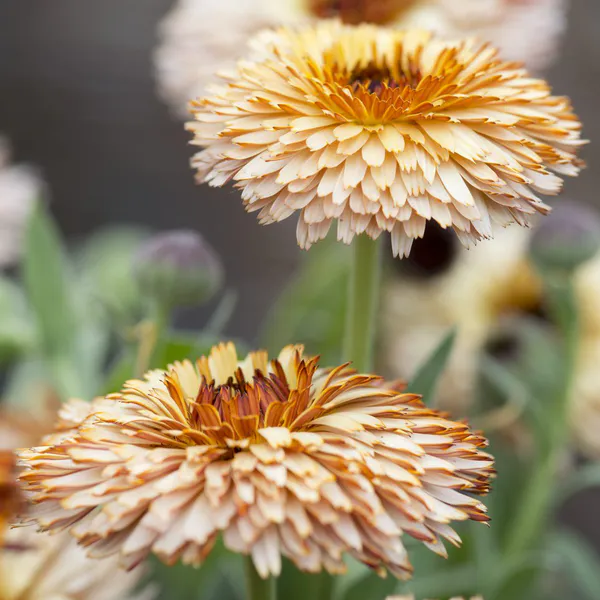 Hovedbilde Calendula officinalis Pygmy Buff. Ringblomst - ...