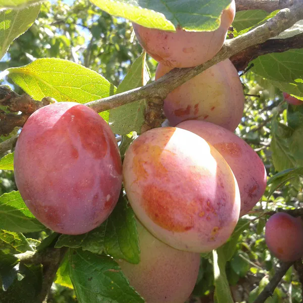 Hovedbilde Plomme, dvergtre. Prunus domestica Victoria - 1 ...