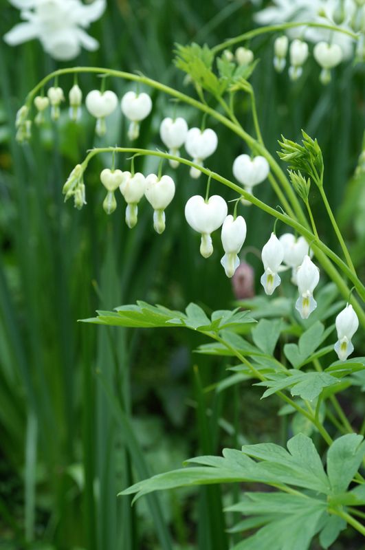 Dicentra spectabillis Alba. Løytnantshjerte, hvit - 1 rot