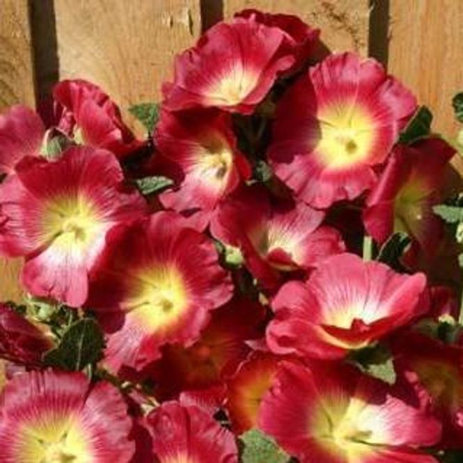 Hovedbilde Alcea rosea Halo Red. Stokkrose -Frø- 