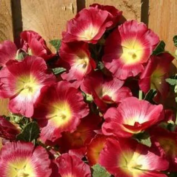 Hovedbilde Alcea rosea Halo Red. Stokkrose -Frø- 