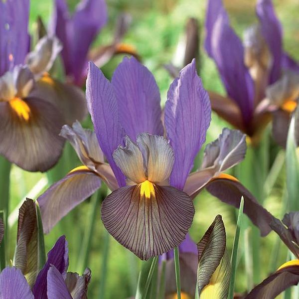 Hovedbilde Iris hollandica Eye of the Tiger - 10 løk