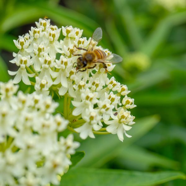 Hovedbilde Asclepias Ice Ballet. Silkeurt  1 rot