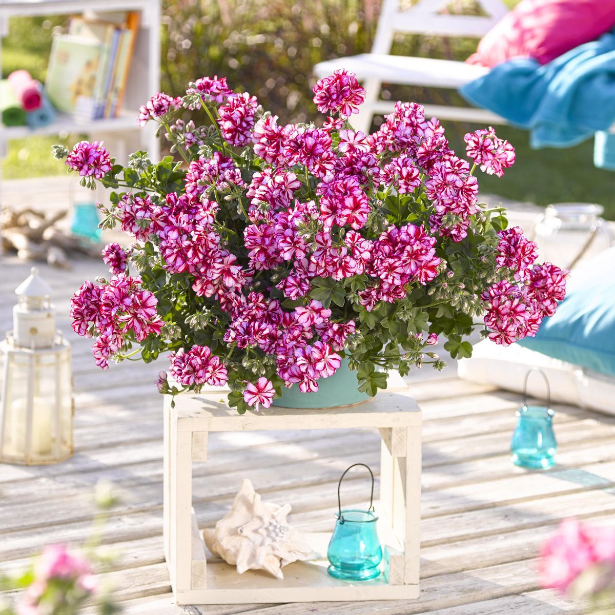 Pelargonium peltatum bicolor Nixe i 10,5 cm potte.