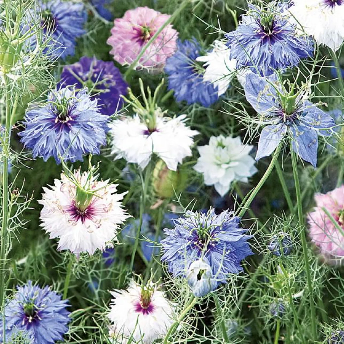 Nigella Persian Jewels mix -Frø- Jomfruen i det grønne