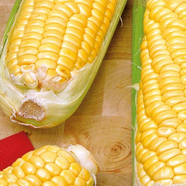 Hovedbilde Mais/sukkermais Tasty sweet F1-Frø-