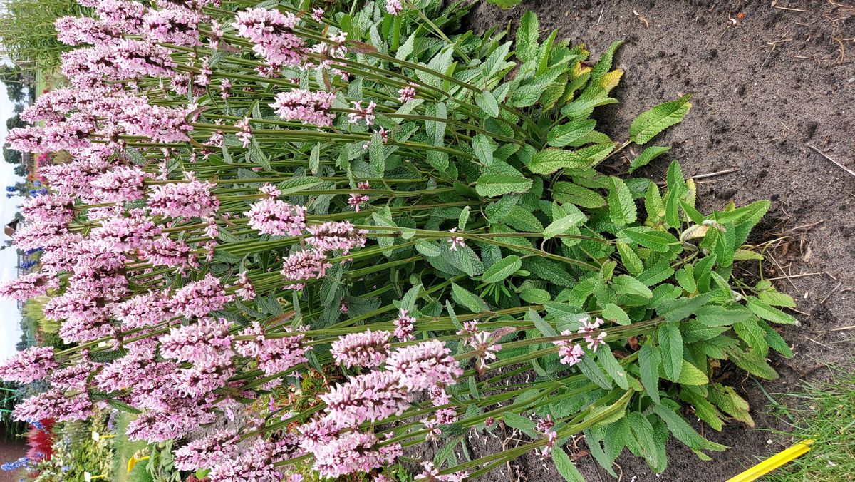 Stachys officinalis Pinky. Betonie  1 rot
